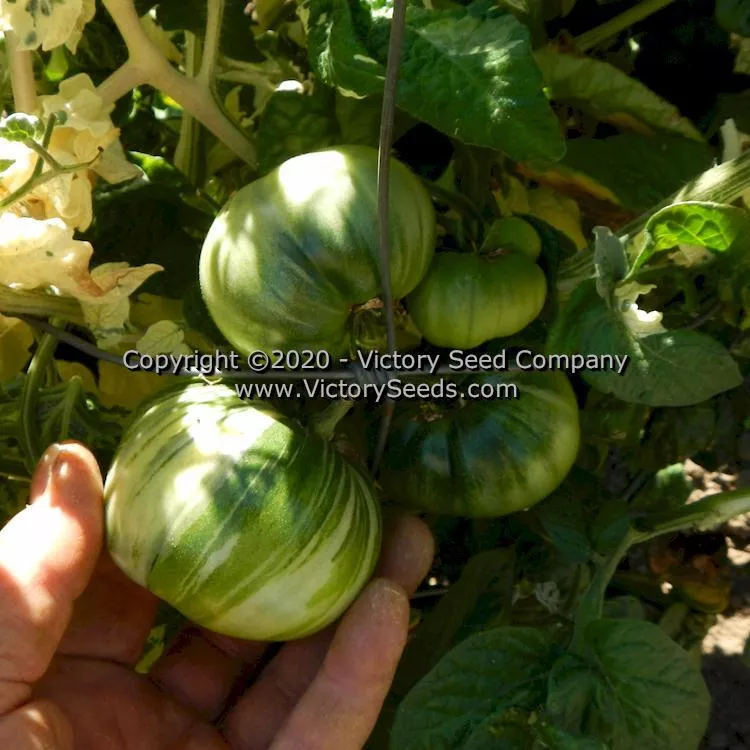 Dwarf Elsie's Fancy Tomato