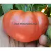 Cartwright's Mortgage Lifter Tomato