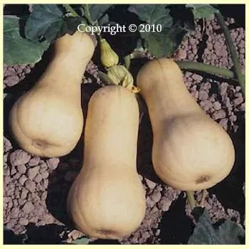 Waltham Butternut Winter Squash