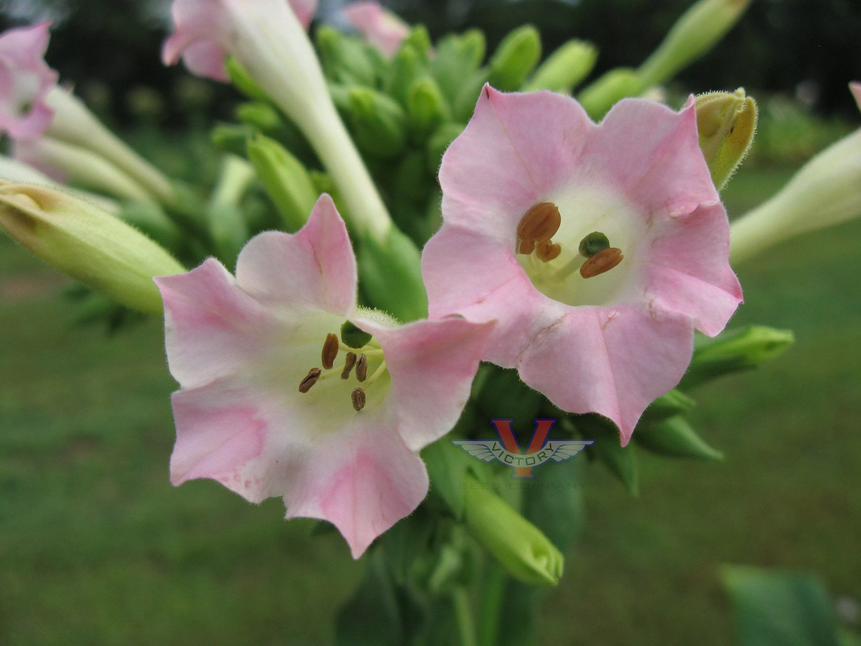 Hickory Pryor Tobacco
