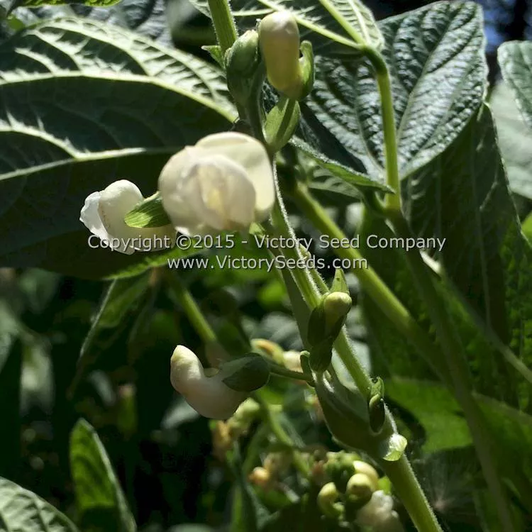 Brittle Wax (Brittlewax) Bush Snap Garden Bean