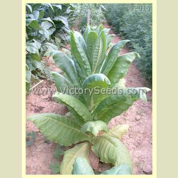 Kelly Brownleaf Tobacco