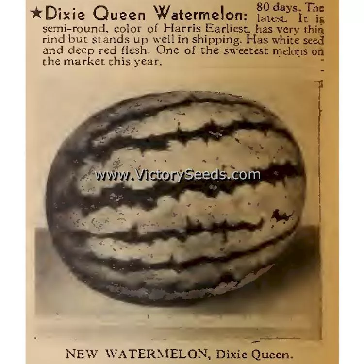 Dixie Queen Watermelon