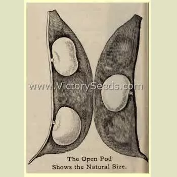 Henderson's Bush Lima Bean