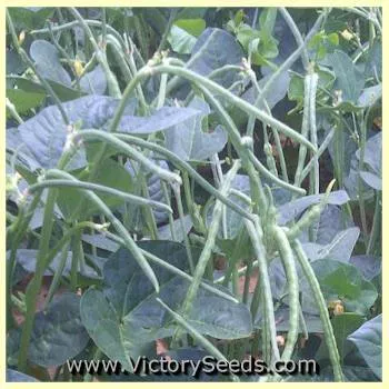 Texas Cream 40 Southern Pea