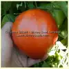 Linnie's Oxheart Tomato