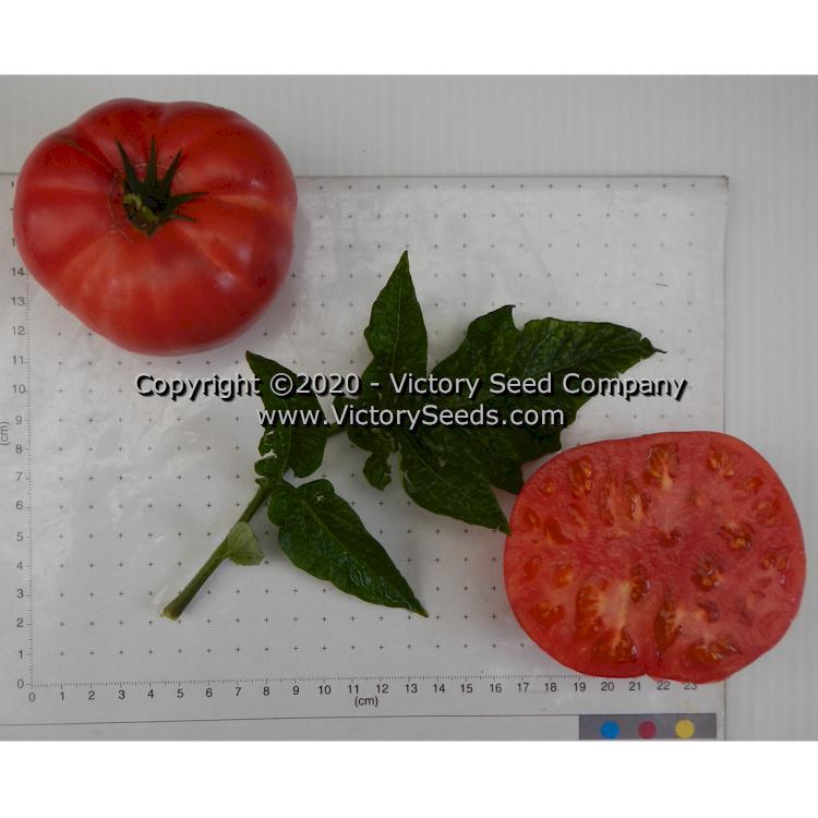 Dwarf Pink Livija Tomato