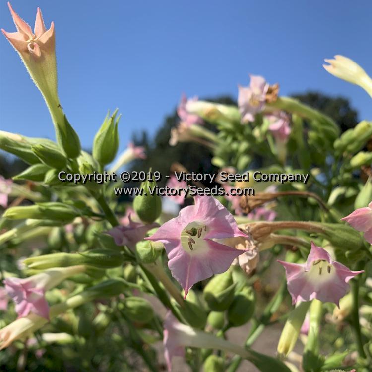 Red Rose Tobacco