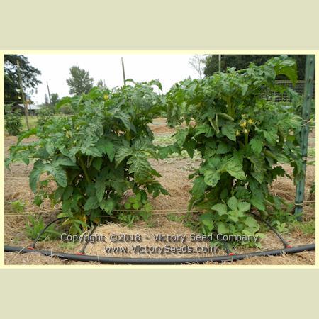 Dwarf Egypt Yellow Tomato