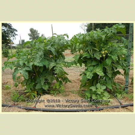 Dwarf Egypt Yellow Tomato
