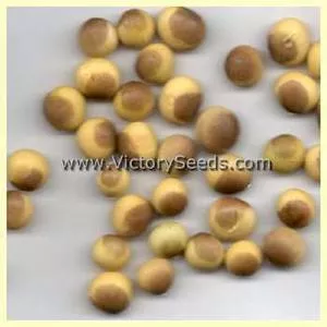 Ezonishiki Soybean