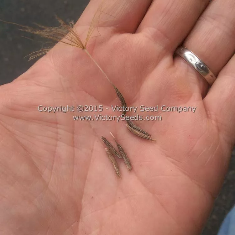Mammoth Sandwich Island Salsify