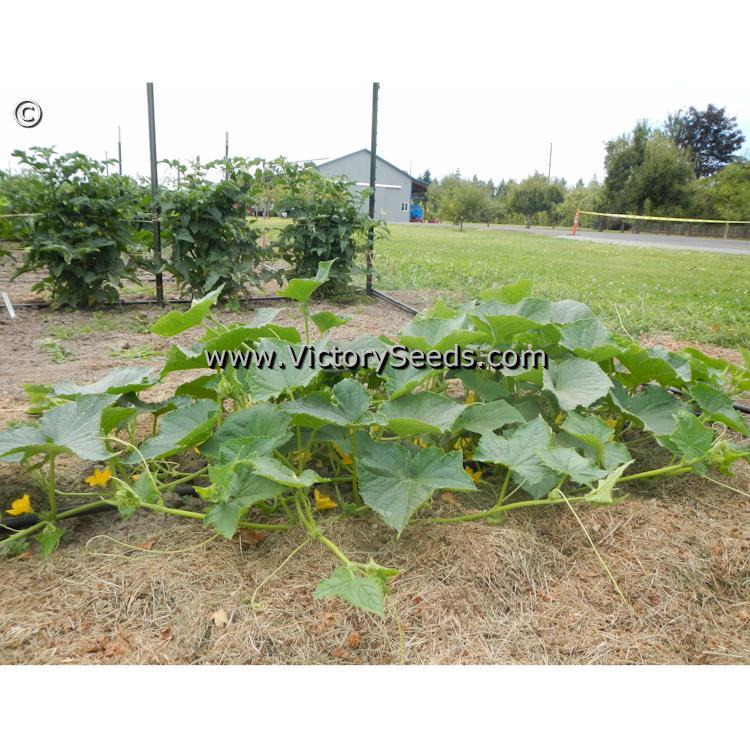 Rhinish Pickle Cucumber