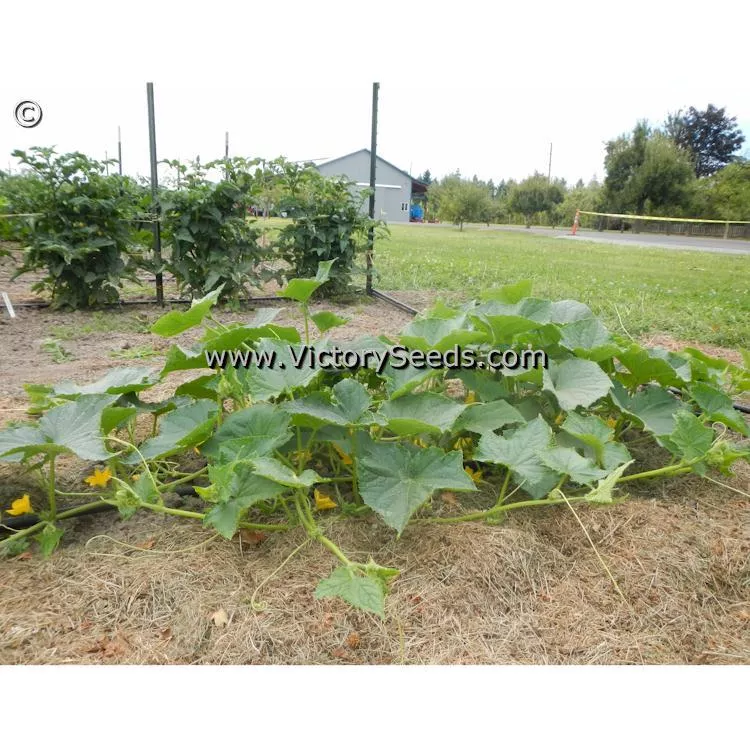 Rhinish Pickle Cucumber