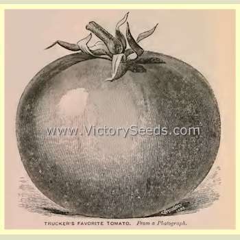 Burpee's Trucker's Favorite Tomato