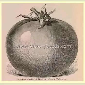 Burpee's Trucker's Favorite Tomato