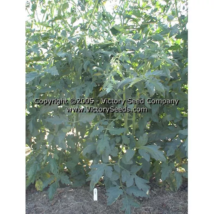 Curry Tomato