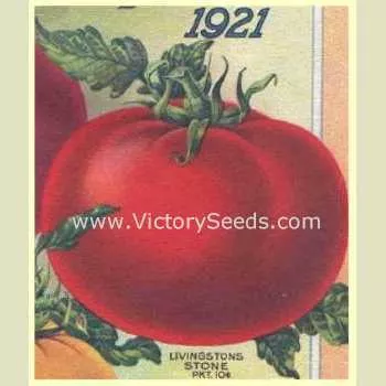 Livingston's Stone Tomato