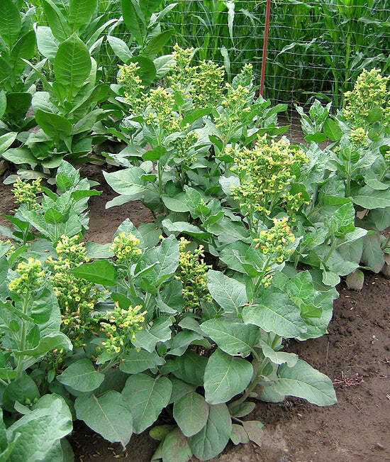 Punche Tobacco