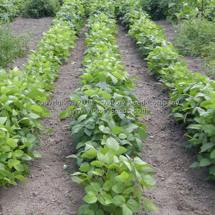 Envy Soybean
