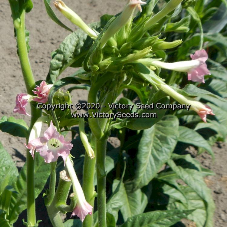 Little Sweet Orinoco Tobacco