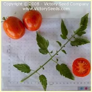 De Barao Polosatyi Tomato