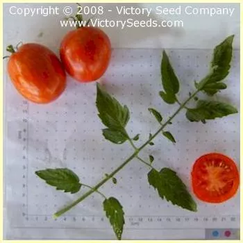 De Barao Polosatyi Tomato