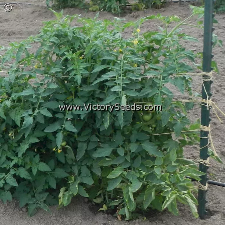 Marglobe Tomato