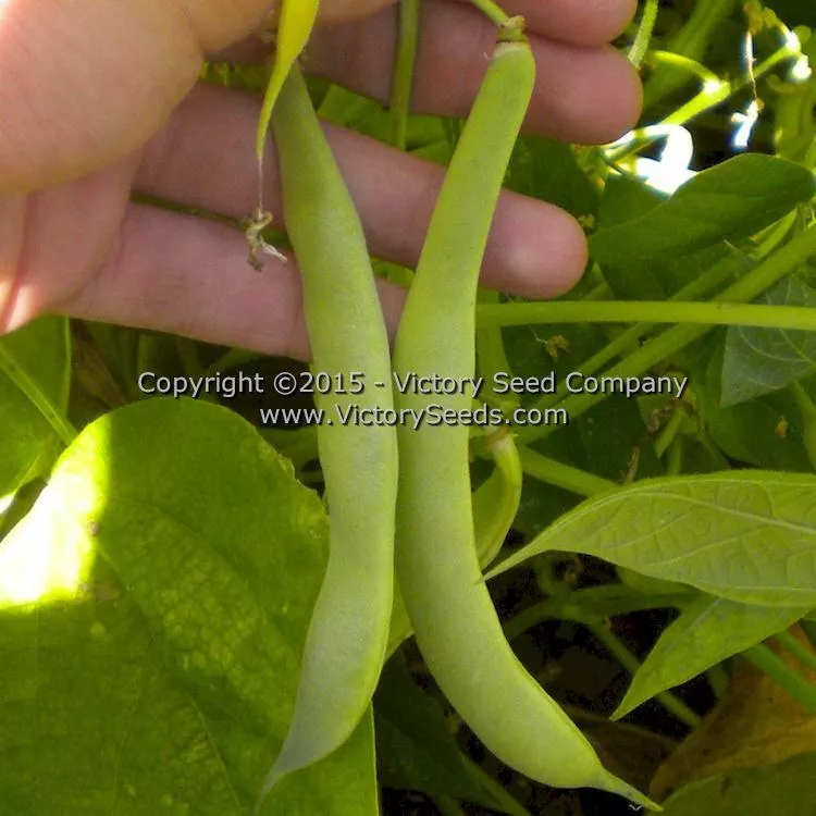 Large Purple Kidney (Norberg / Wanda) Bush Dry Garden Bean