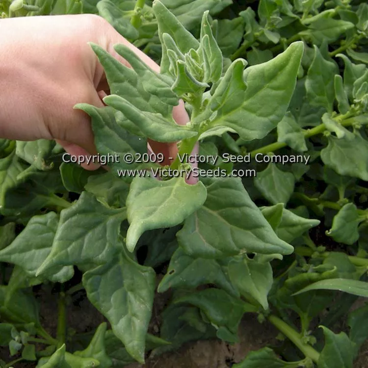 New Zealand Spinach