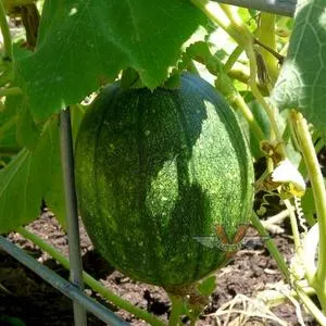 Tatume Summer Squash