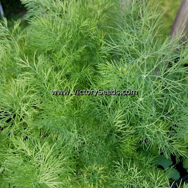 Bouquet Dill