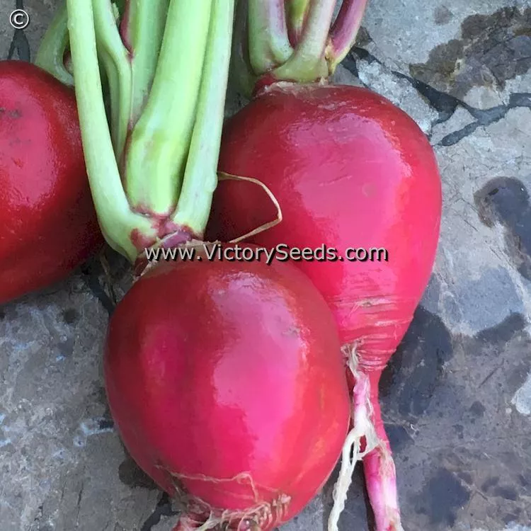 Crimson Giant Radish