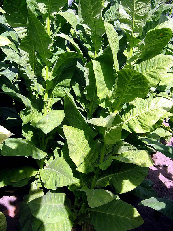 Corojo 99 Tobacco