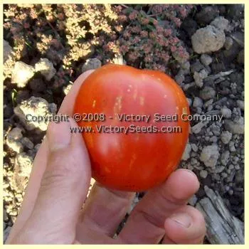 De Barao Polosatyi Tomato