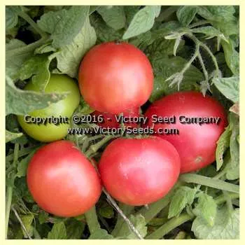 Dwarf Champion Tomato