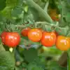 Matt's Wild Cherry Tomato
