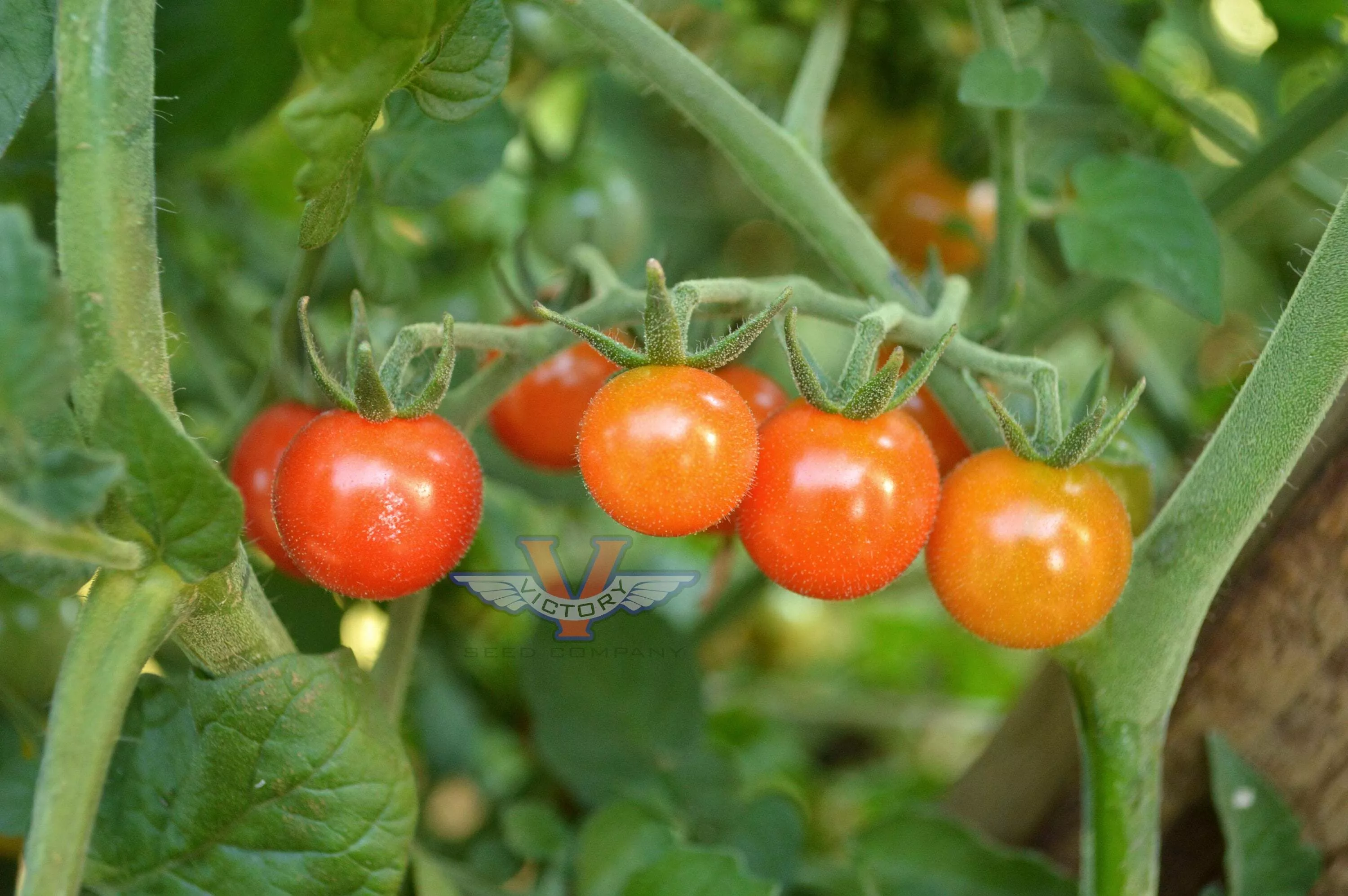 Matt's Wild Cherry Tomato