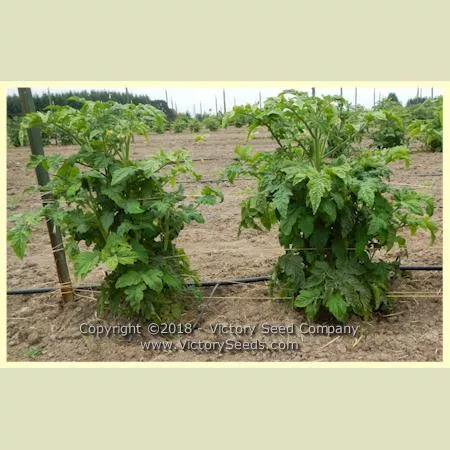 Dwarf Peppermint Stripes Tomato