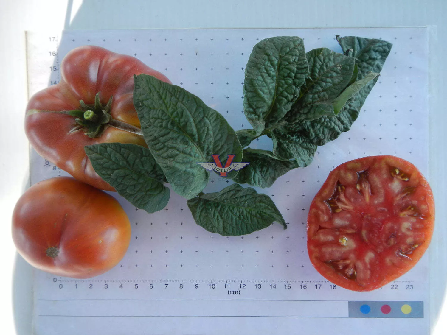 BrandyFred Tomato