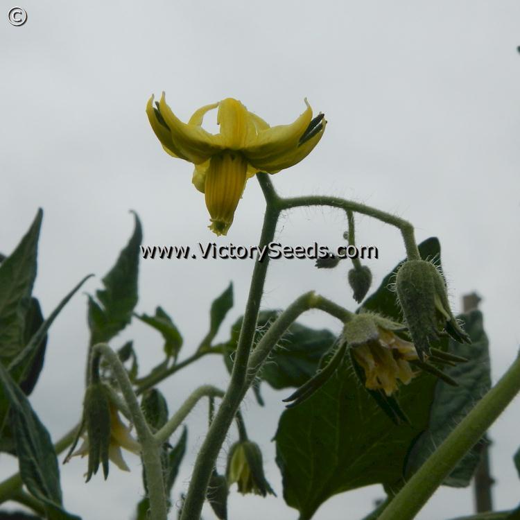 Casey's Pure Yellow Tomato