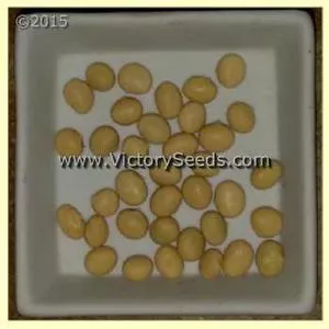 Zolta z Zolna Soybean