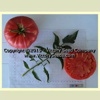Giant Belgium Tomato