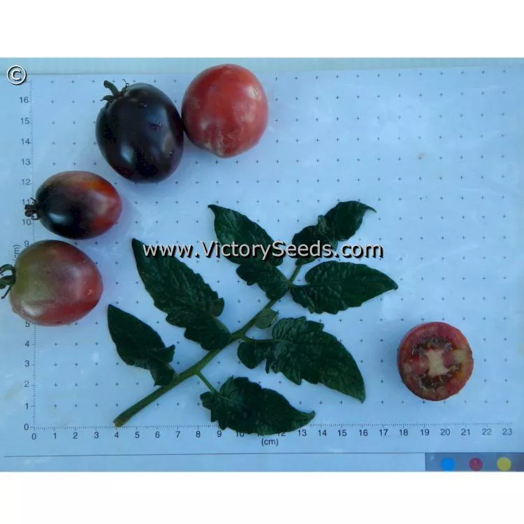Dwarf Mocha's Cherry Tomato