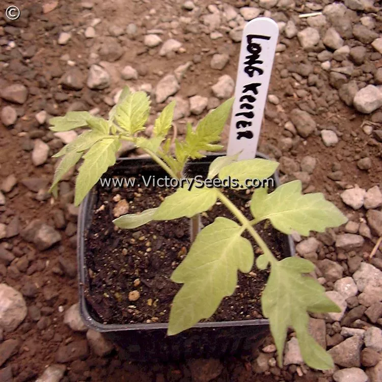Burpee's Long Keeper (Longkeeper) Tomato