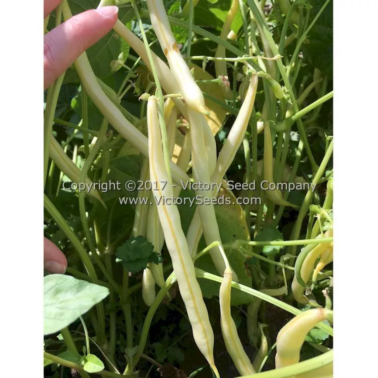 Golden Butterwax Bush Snap Garden Bean