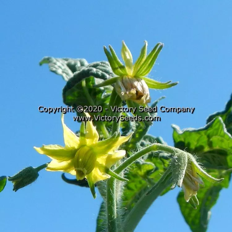 Dwarf Noah's Stripes Tomato