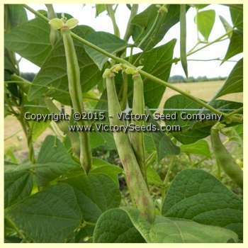 Petaluma Gold Rush Garden Bean
