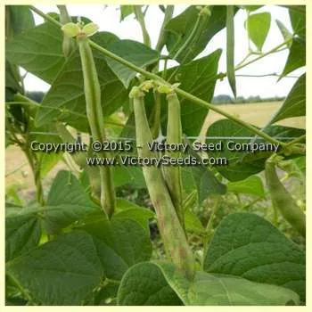 Petaluma Gold Rush Garden Bean