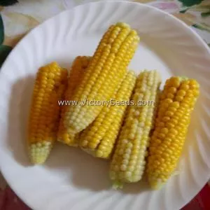 Sweet Corn